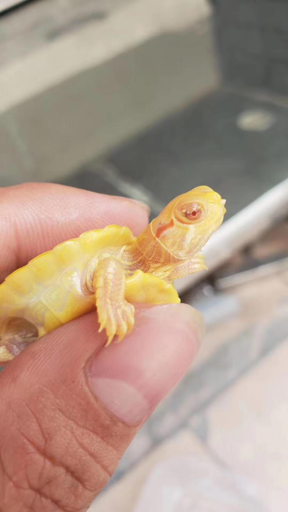 萌萌哒变异巴西龟苗红眼黄金龟深水高端宠物龟龟镇宅旺财豪华龟赤兔马