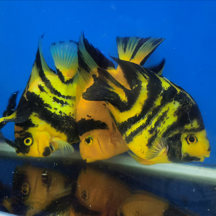 族萃热带观赏鱼淡水鱼发财鱼红白鹦鹉鱼活鱼风水鱼黑红黄斑马活体911