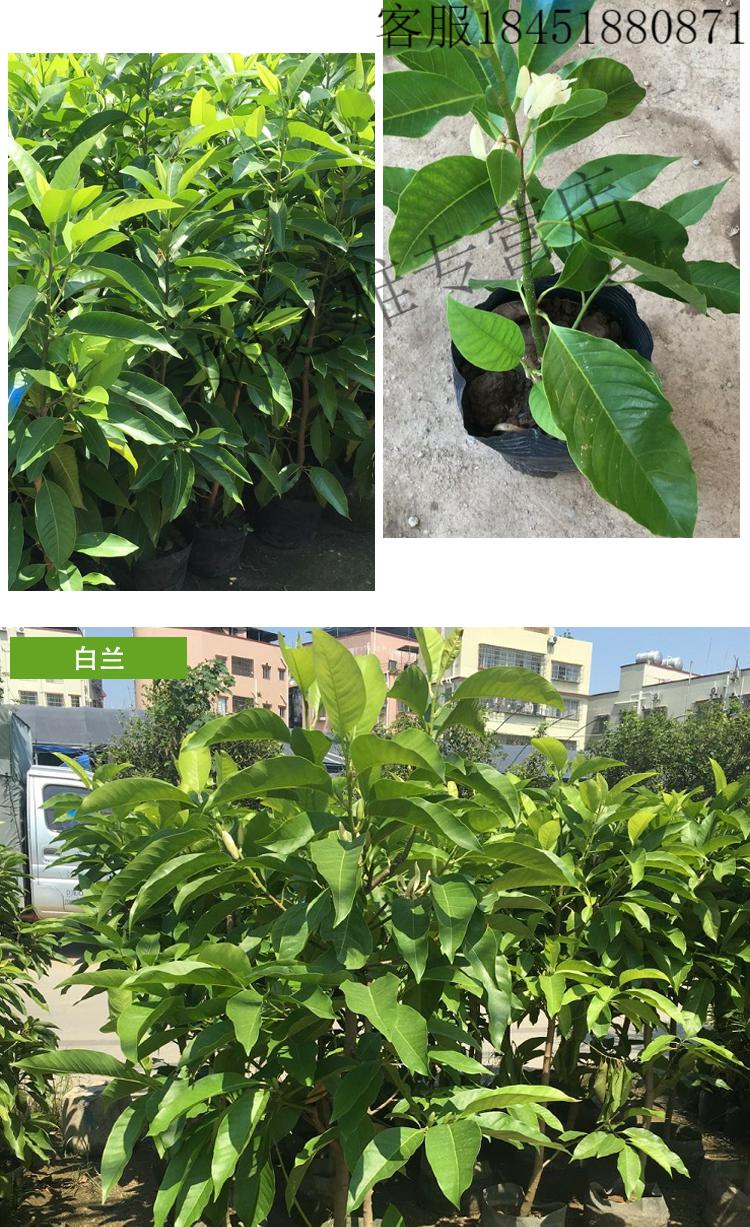 瑾禾 白兰花盆栽植物室内四季浓香型黄角兰树苗带花阳台庭院大型绿植