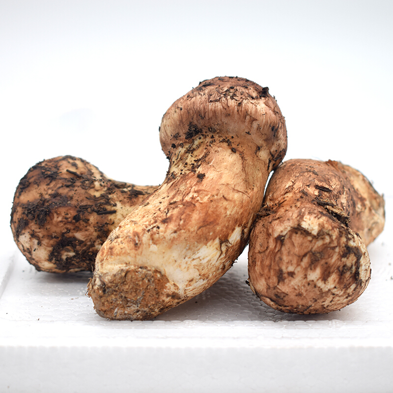 新鲜松茸香格里拉菌菇500g云南菌子特产出口6