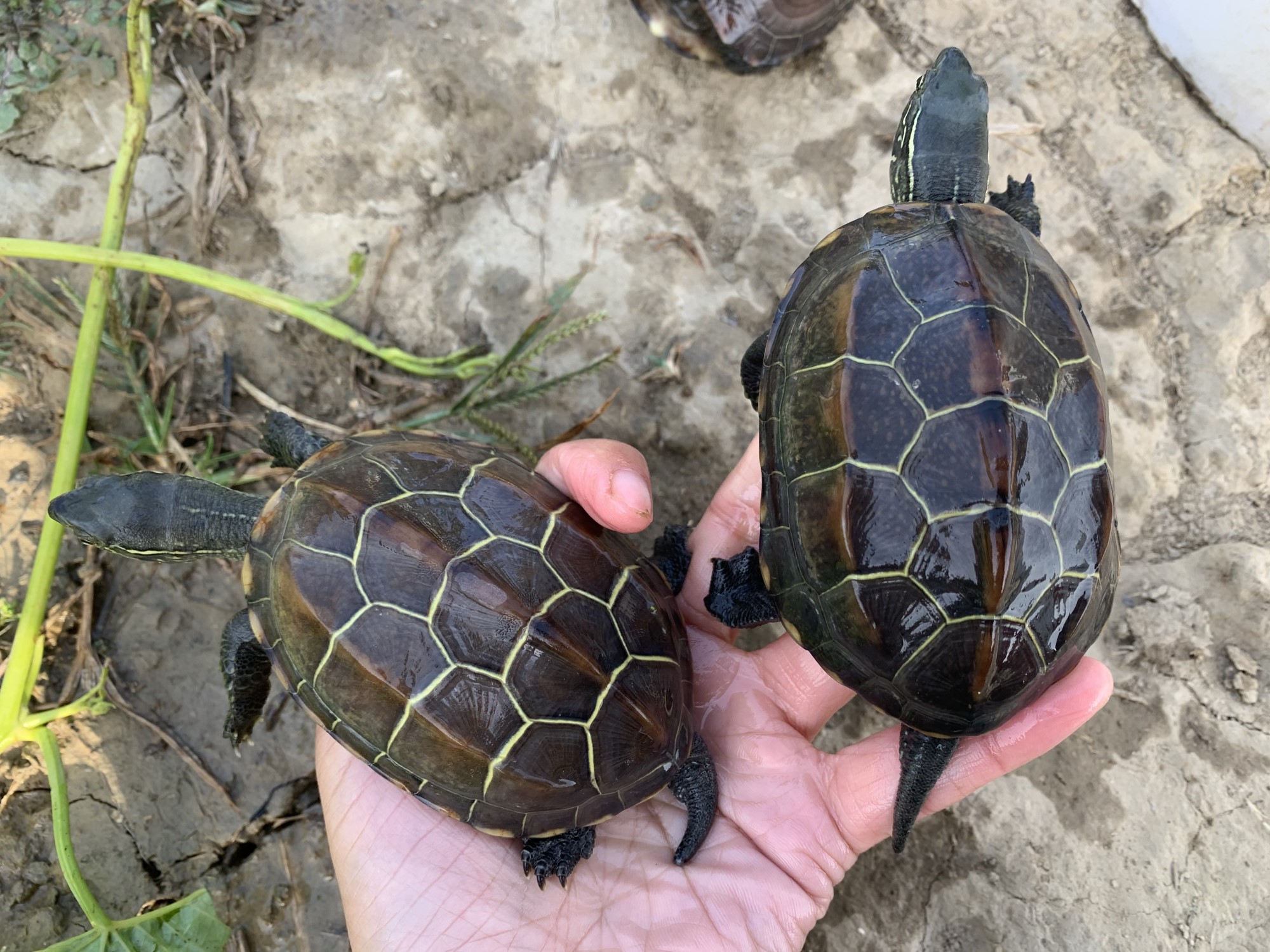 寵物活物中華本地大草龜金線龜鎮宅風水土龜長壽水族烏龜活體 母龜11