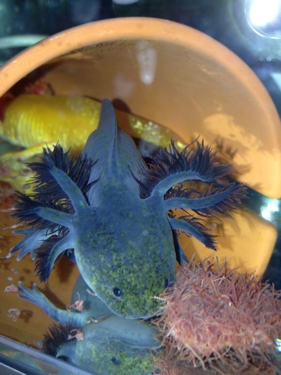 六角恐龙鱼金鱼活体六角恐龙鱼淡水冷水鱼缸观赏鱼易活 黄金龙 白玉龙