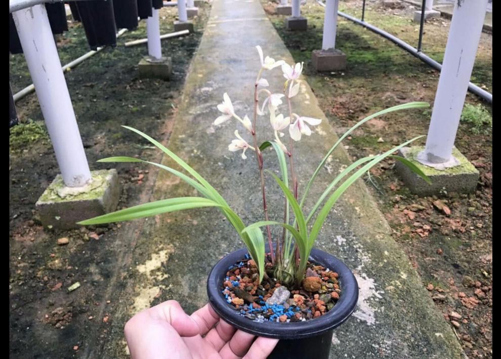 建蘭四季蘭 玉芙蓉 花仙子 荷塘仙子 匯翠粉荷蘭花 玉芙蓉1苗(1苗不售