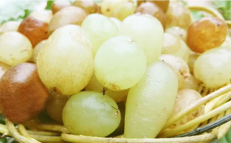 伟博贵州野生新鲜石黄皮中药材 深山现挖精选肾蕨子果化狗儿1份3斤装