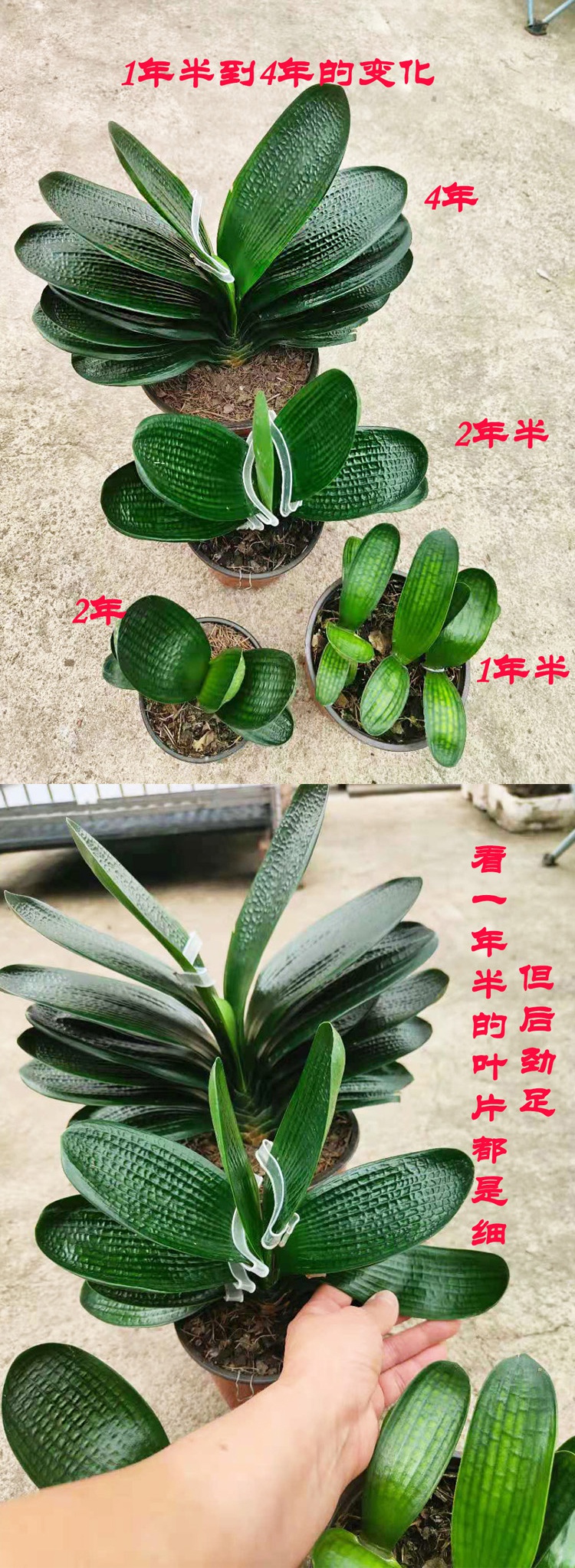 鞍山君子兰圆头麻脸宽短叶小苗和尚珍珠水晶麻脸花卉盆栽黑金刚麻脸5