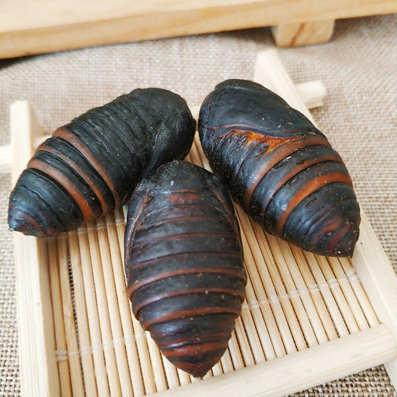 东北特产新鲜活柞蚕蛹大黑蝉蛹活体茧蛹新货500g12斤500克