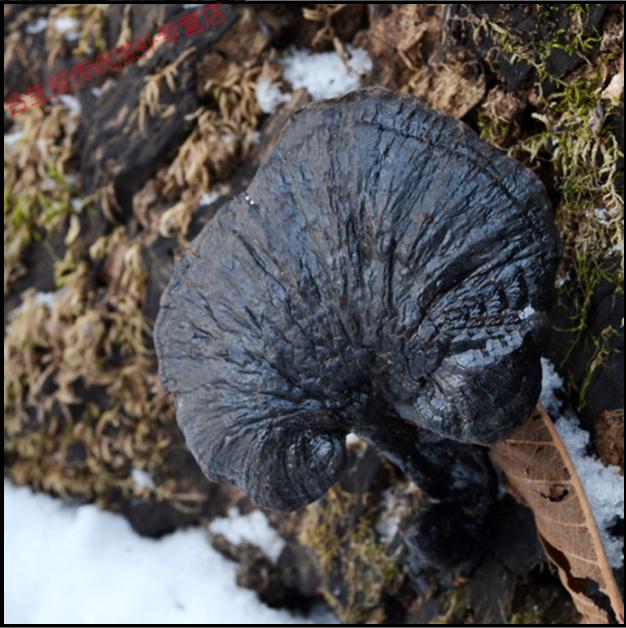云南深山老林深处野生竹灵芝 长脚灵芝 小红灵芝 紫灵芝500g 芝500g