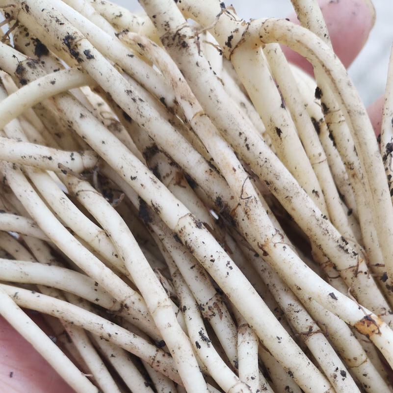 折耳根新鲜四川特产节节根野生蔬菜折儿根猪鼻孔侧耳根鱼腥草根根3斤