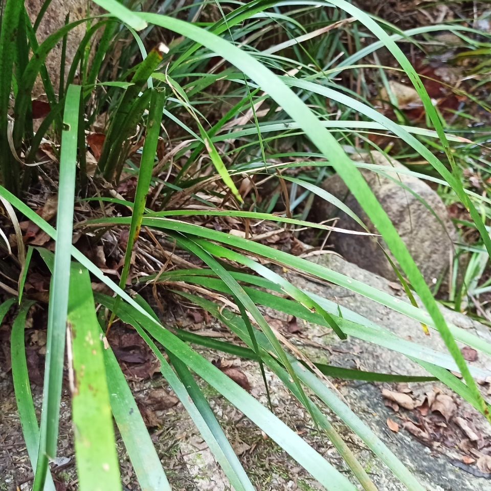 jd优选深山野生石菖蒲纯根老菖蒲根月子洗澡洗头正宗山菖蒲老根水剑草