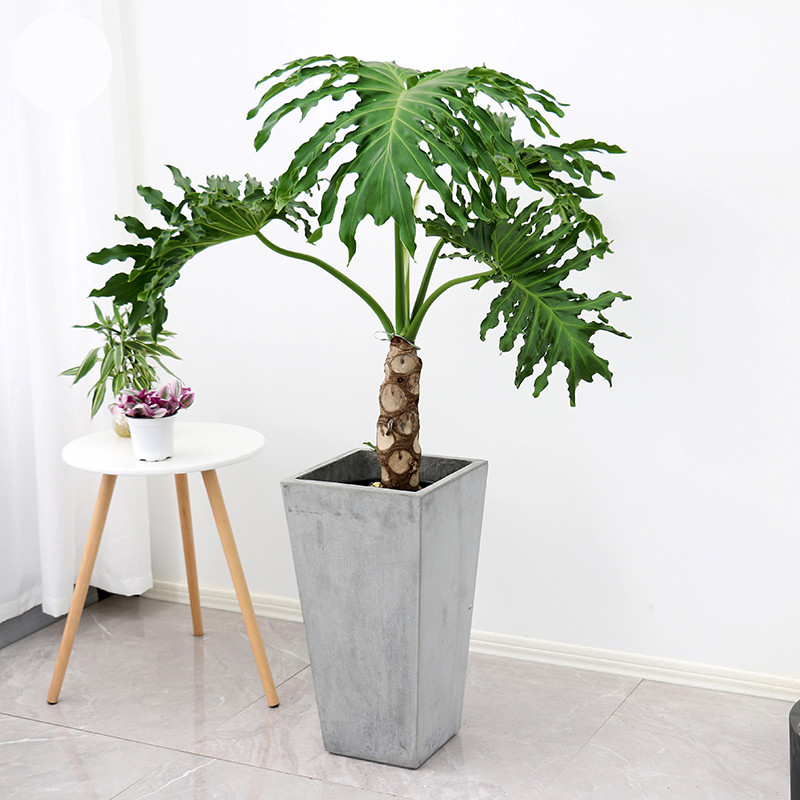 羽老桩大型春雨绿植盆栽办公室客厅盆景室内大植物 1米龙鳞春羽【白