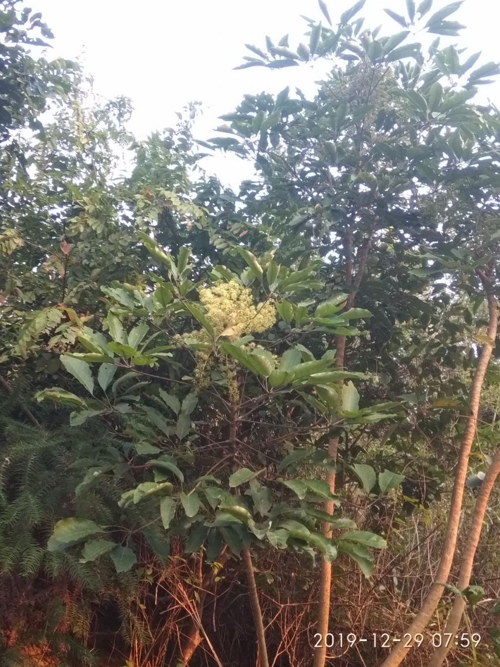 qcdd野生鸭脚木种子野桂花树苗野生鸭脚木种子 柃木冬季蜜蜂蜜源植物