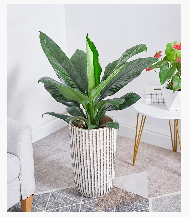 绿巨人盆栽 万年青室内客厅大型盆景植物 绿植花卉四季常青 高度30到