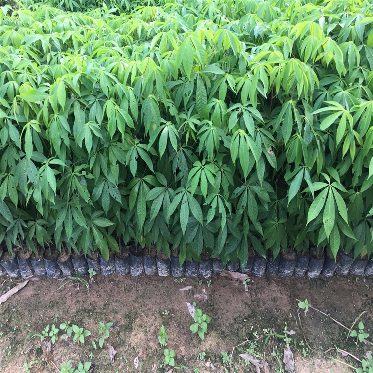 美丽异木棉树苗美人树苗大腹木棉苗酒瓶树苗庭院小区地栽种植虎雀a