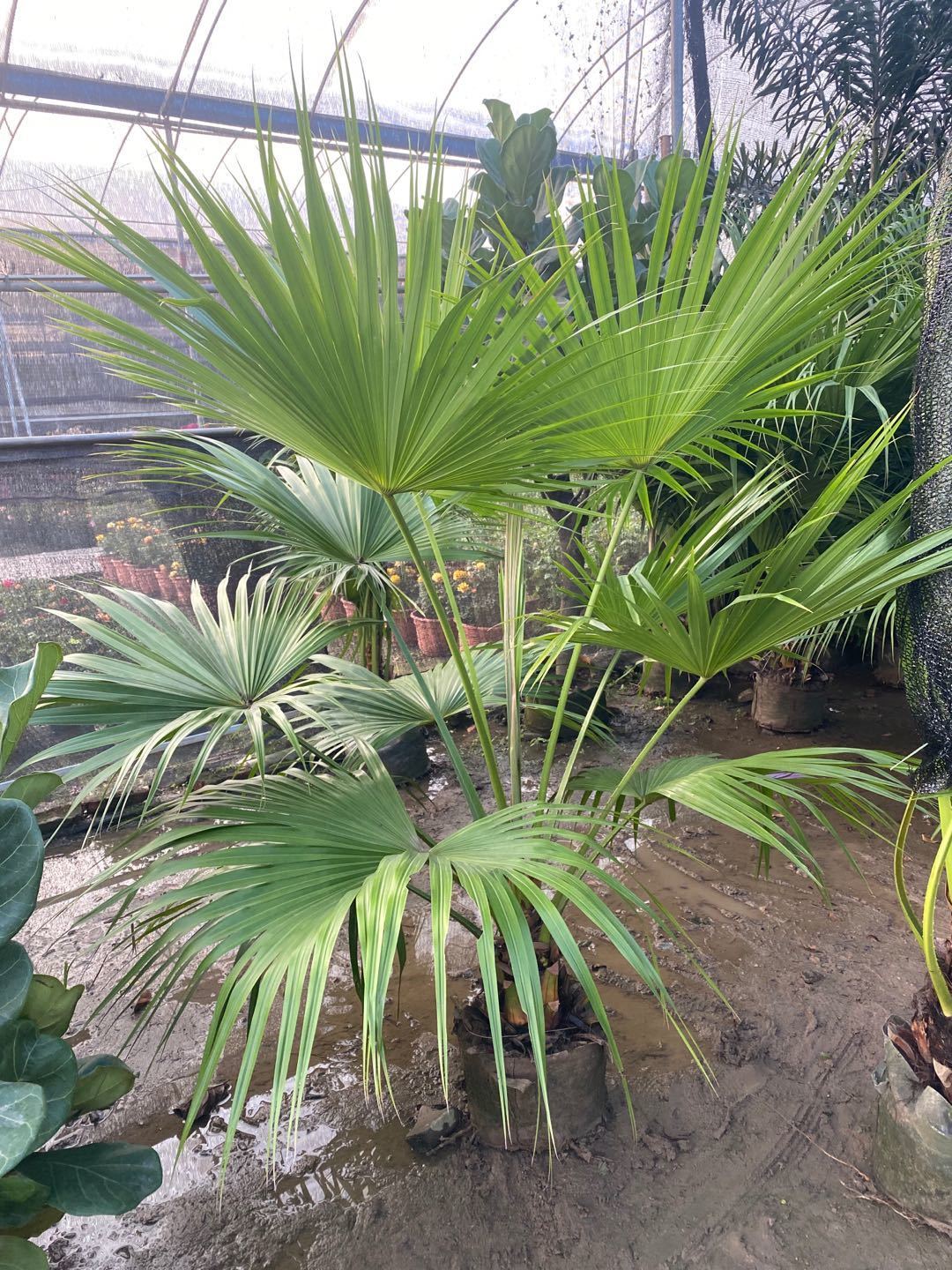 送货上门蒲葵盆栽大叶葵伞大型室内外家居走廊庭院绿植净化空气除甲醛