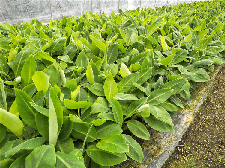 皇帝蕉树苗新品种威廉斯香蕉苗粉蕉矮化蕉小米蕉中蕉9号香蕉树苗