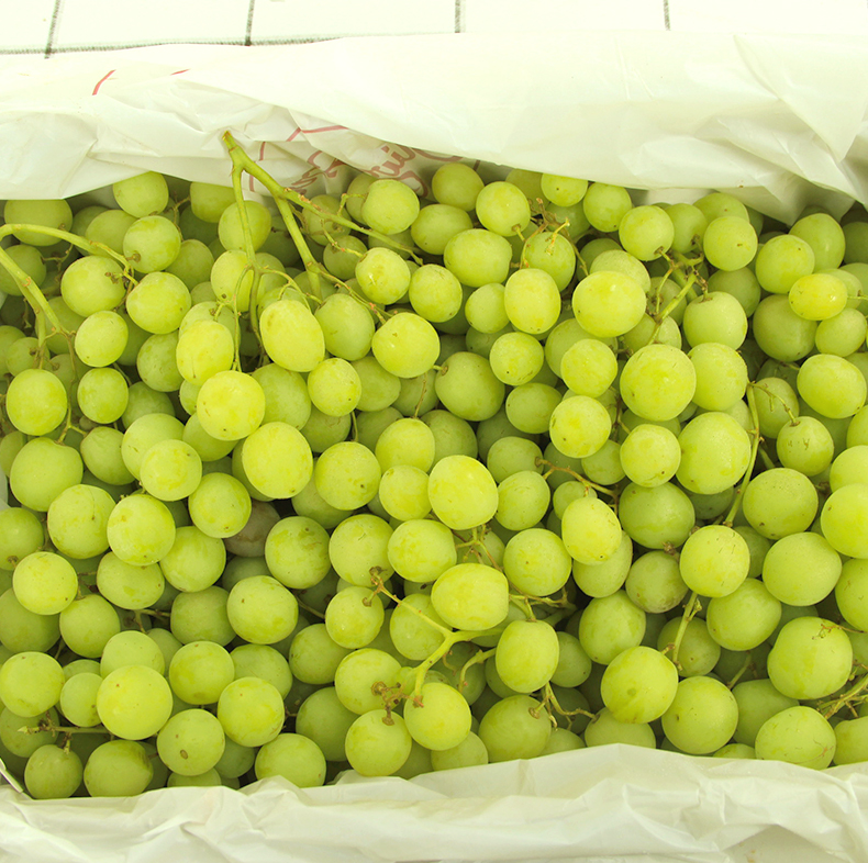 国产维多利亚青提葡萄新鲜孕妇水果青提绿提子新鲜水果生鲜入沪新鲜