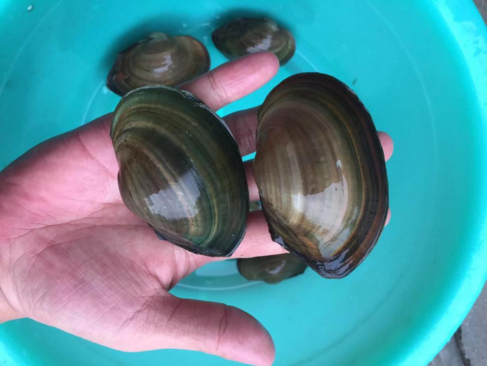 荣郁迷你小河蚌苗活体淡水冷水观赏原生小型水族宠物旁皮鱼鳑鲏繁殖46