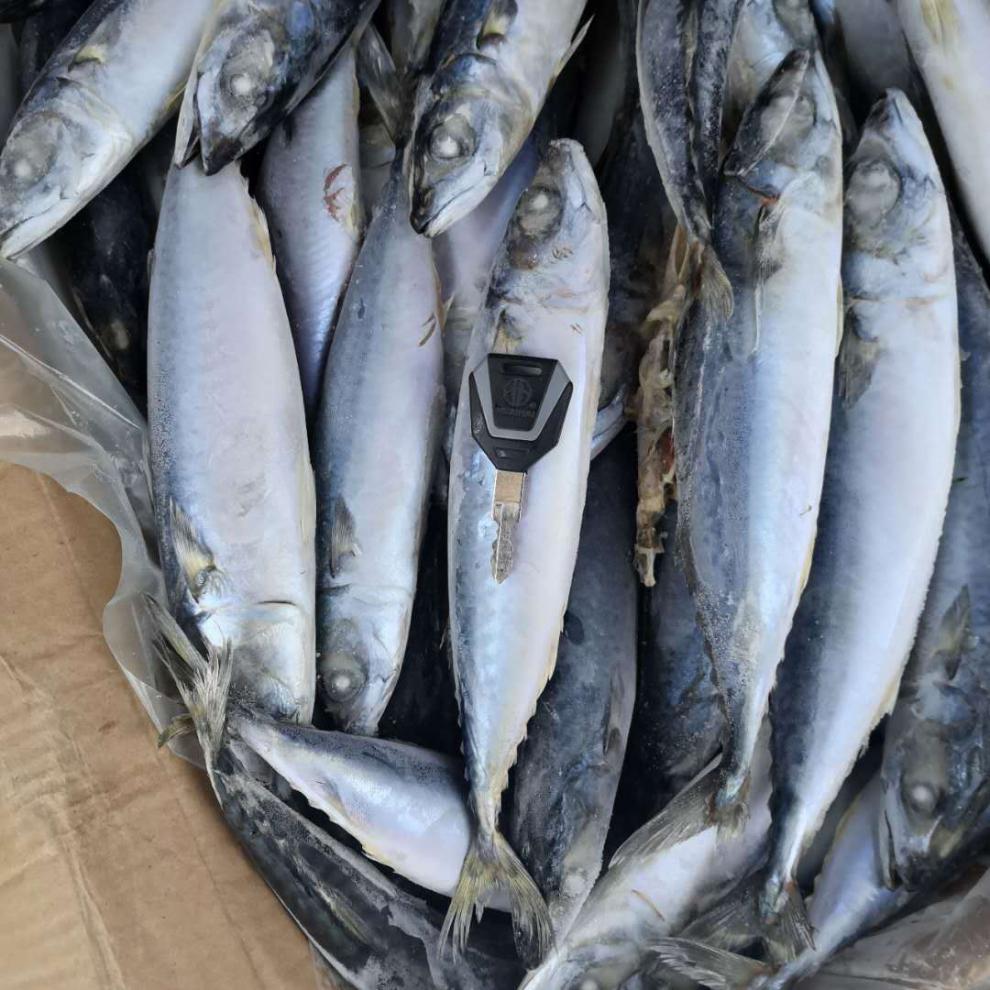 顺丰家庭版鲐鲅鱼青条鱼青占鱼3斤5斤10斤起发多