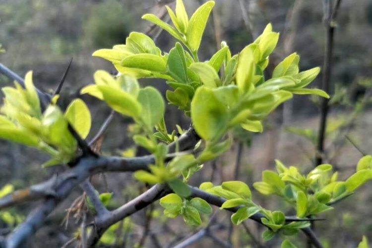 酸棗芽茶野生酸棗芽茶山東酸棗葉茶酸棗仁葉子嫩芽特級新茶茶葉茶