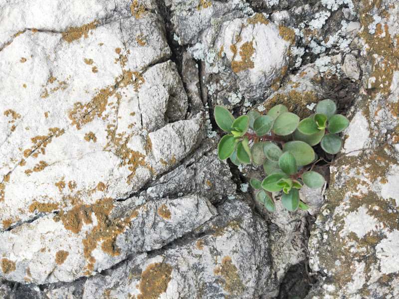 新鲜石蝉草火伤叶散血胆散血丹胡椒草豆瓣七石马菜