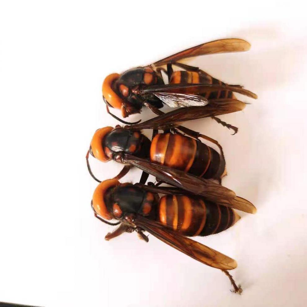 大土蜂马蜂高品质 200只 野生大虎头蜂金环大胡蜂大马蜂黄蜂活体蜂