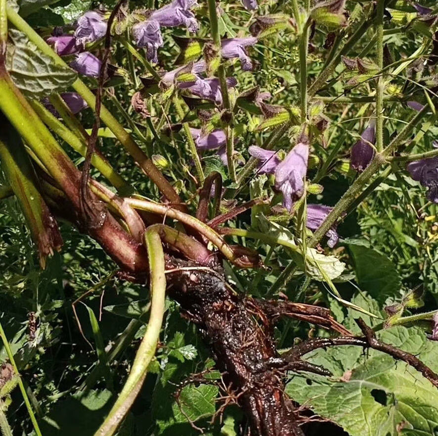 杞里香甘肃定西高原特级野外生丹参茶中原材整根紫丹参发汗丹参500克