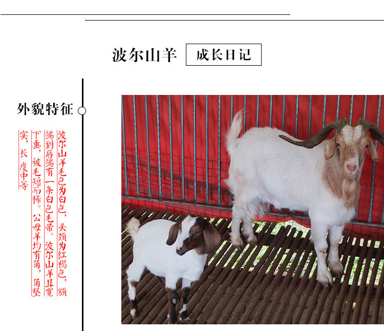 波尔山羊苗纯种羊活苗黑山羊活体羊种苗母羊羔养殖技术服务公羊30斤