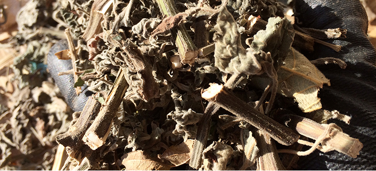 野生抹草干货500g广防风新鲜晒落马衣排风草广西中草药茉草土藿香