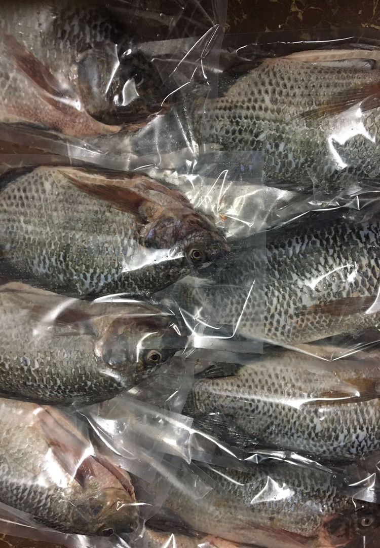 【冷藏发货】现杀活罗非鱼淡水 新鲜水产冷冻烧烤 科德雅菲 罗非鱼1条