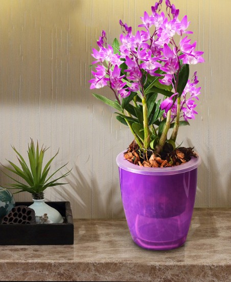 欧美风迷你异国风情紫罗兰石斛铁皮石斛苗兰花小盆 10苗连体 不含盆
