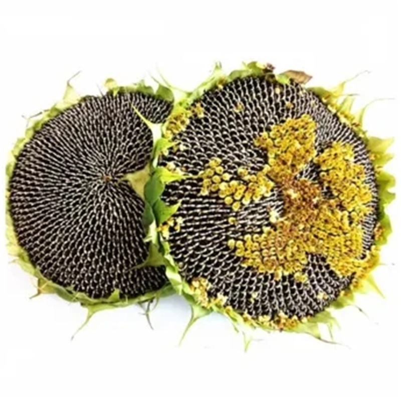 新鲜向日葵盘瓜子盘2个带盘鲜摘生瓜子葵花籽大花盘葵花籽2020年 晒干