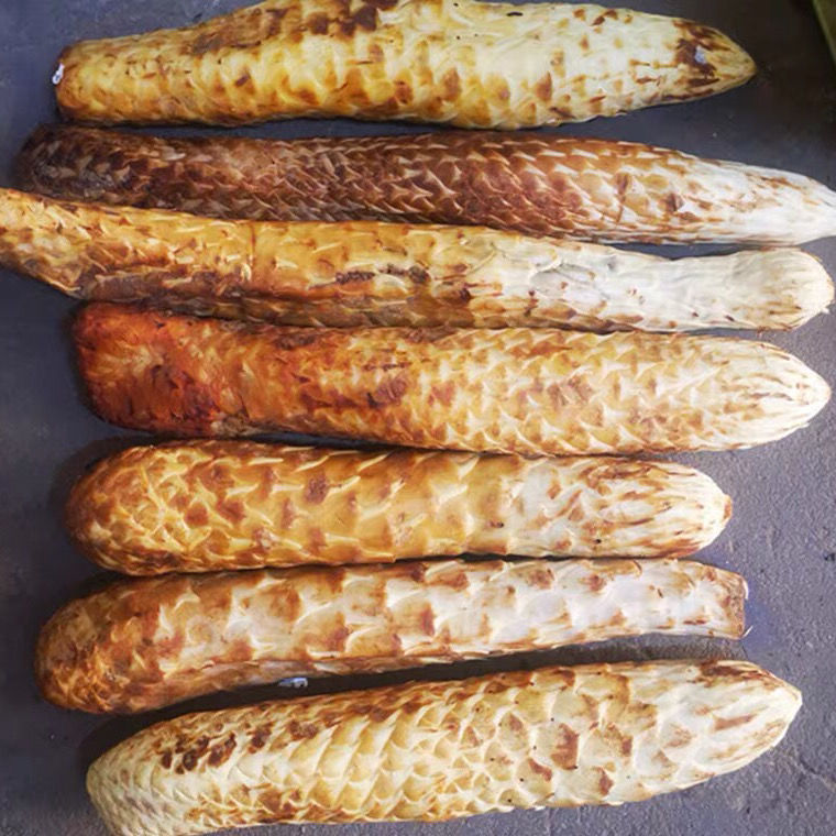 北京同仁原料新鲜肉苁蓉真空包装现挖现发搭配新鲜锁阳 泡酒泡茶 中