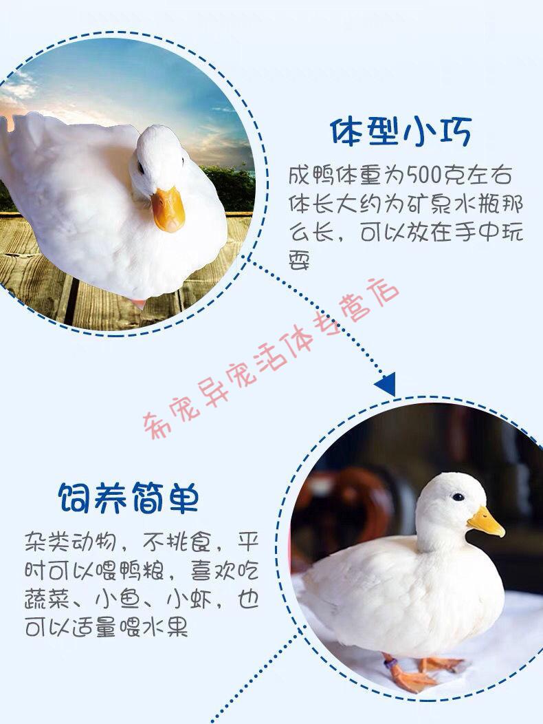 宠物鸭子柯尔鸭可达鸭纯种活体网红小黄鸭活鸭物幼