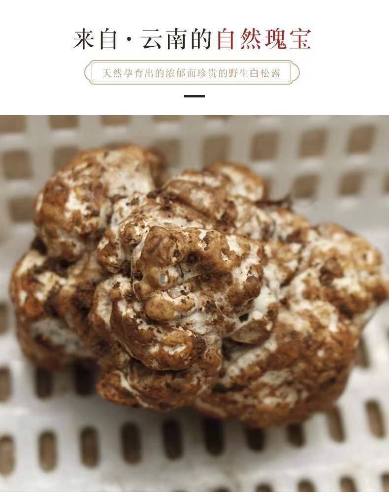 香格里拉白松露 250g/袋 白松露新鲜菌2-4-6cm香格里拉高黎贡山云南
