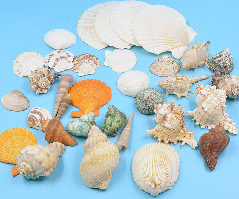 海螺幼儿园手工diy景观螺鱼缸造景装饰品装扮材料500g仙女螺260个左右