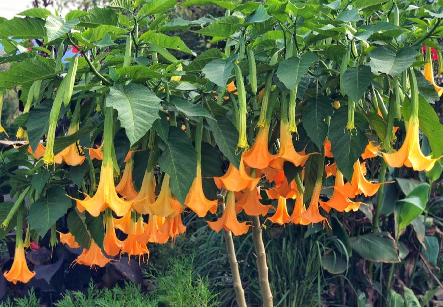 粉黄色木本曼陀罗花树苗盆栽四季开花大喇叭醉心花耐寒耐热多年生