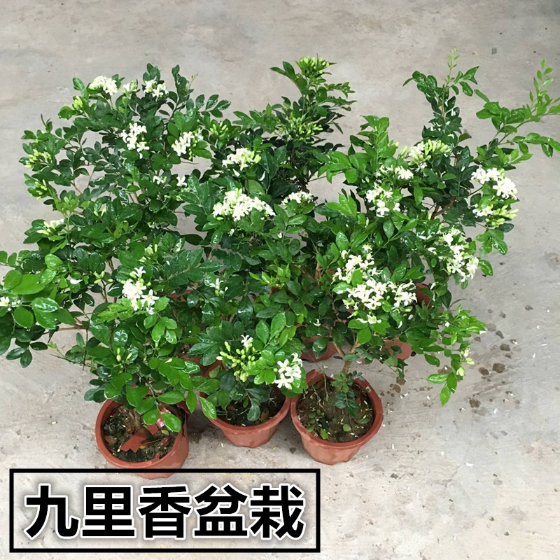 九里香盆栽開花卉名花樹苗濃香花卉植物盆景四季開花香植物九里香大苗