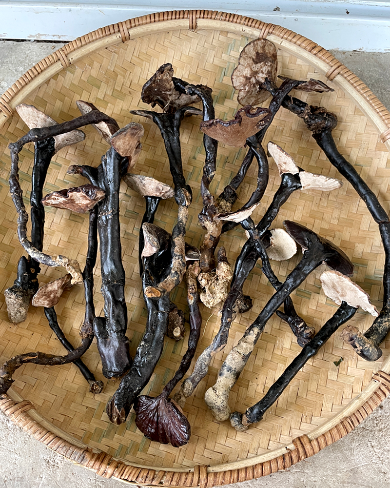 贵州野生灵芝小灵芝干灵芝整枝一斤装紫灵芝黑芝500g 芝500g【图片