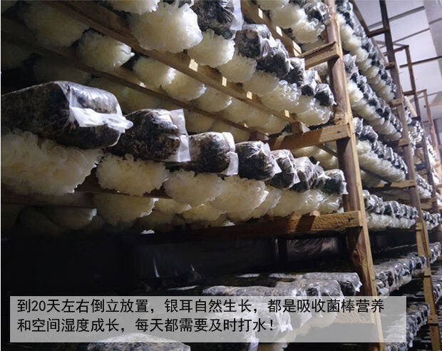 新鲜银耳6朵盒装活鲜带菌棒雪耳特级糯非干货鲜活出胶白木耳 带棒3朵