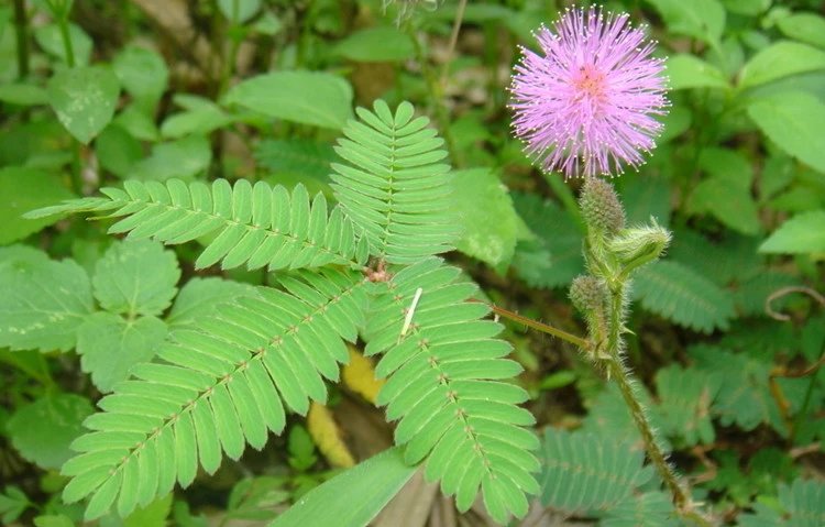 8，【精選】四季含羞草種子種籽小盆栽植物室內綠植草籽草種趣味害羞 混裝含羞草313粒+肥料