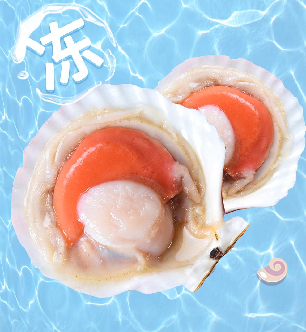 虾滩鲜活冷冻半壳大虾夷扇贝原汁去脏生鲜贝类可做蒜蓉粉丝扇贝火锅