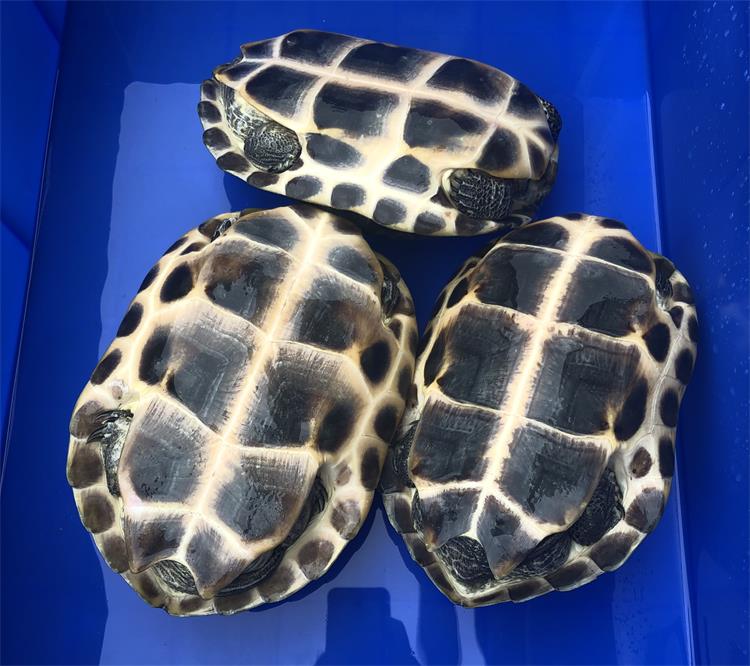 台湾珍珠花龟 乌龟活体 活物珍珠龟六线草龟苗小花草龟深水宠物龟 20