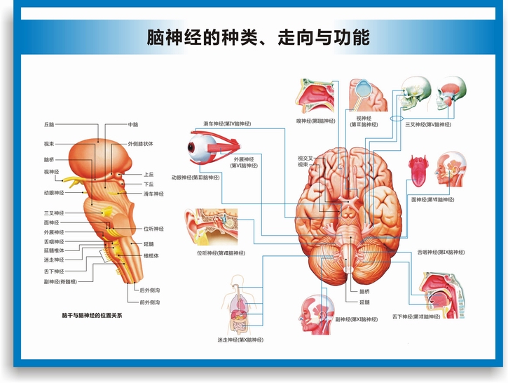 脑的构造图脑的结构大脑结构图大脑解剖图脑部构造图医院医学挂图 脑