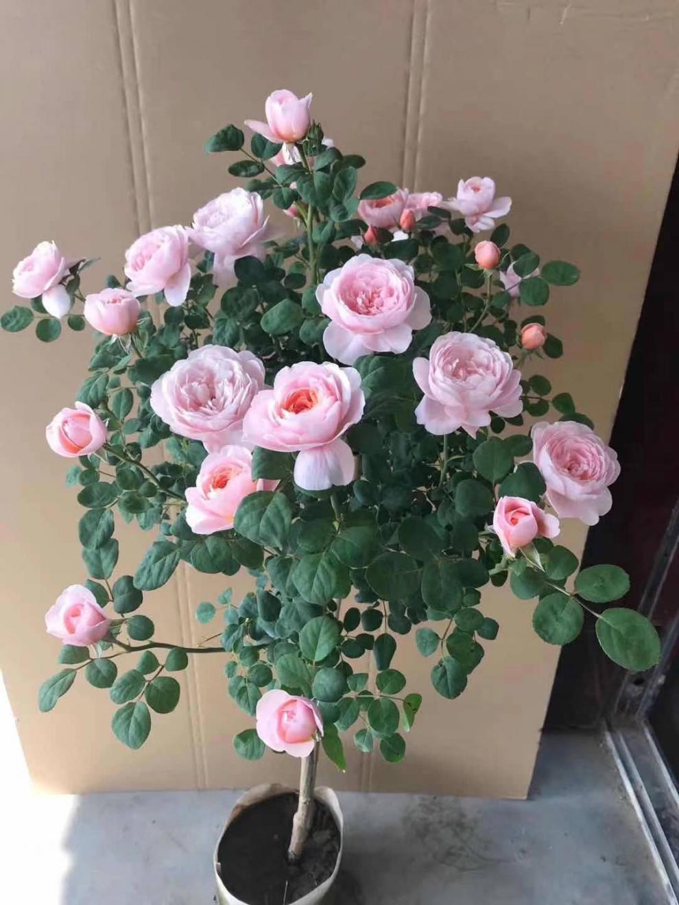 棒棒糖树状月季高杆海神王嫁接树形花苗四季开花庭院阳台盆栽植物芬芳