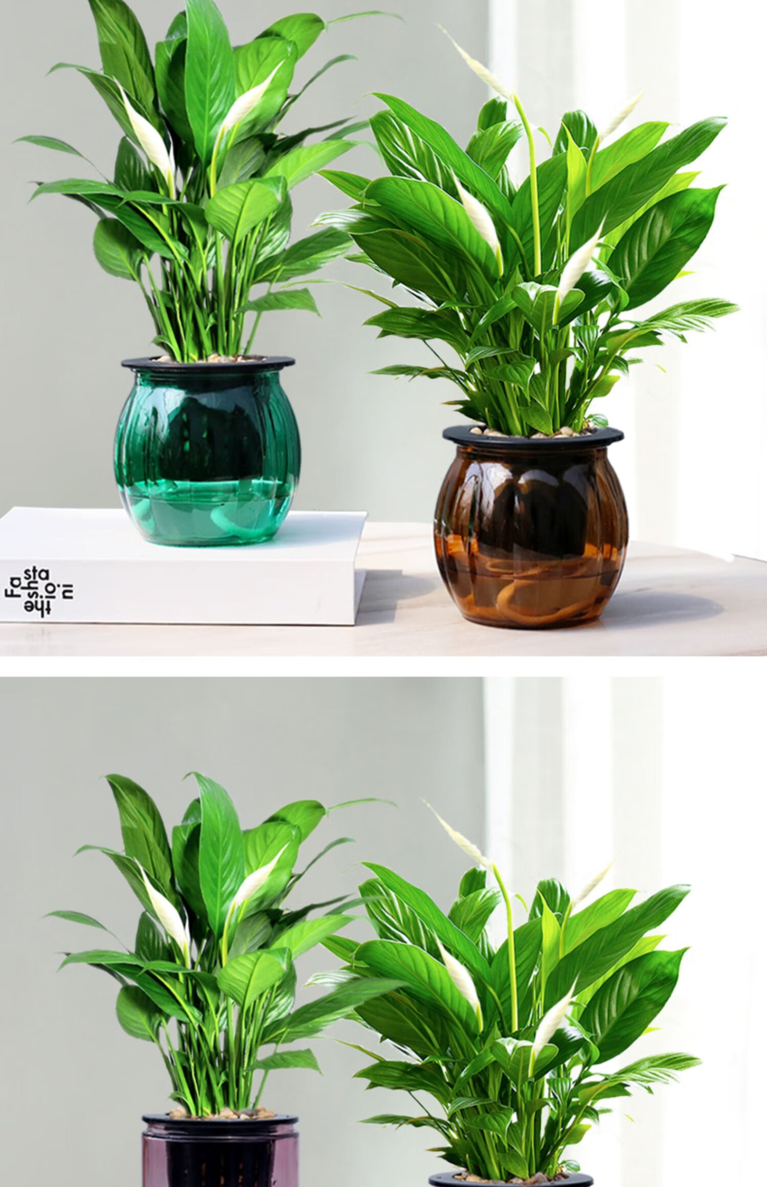 心头肉白掌盆栽室内桌面精致小绿植玻璃水培植物办公室绿植90原盆白掌