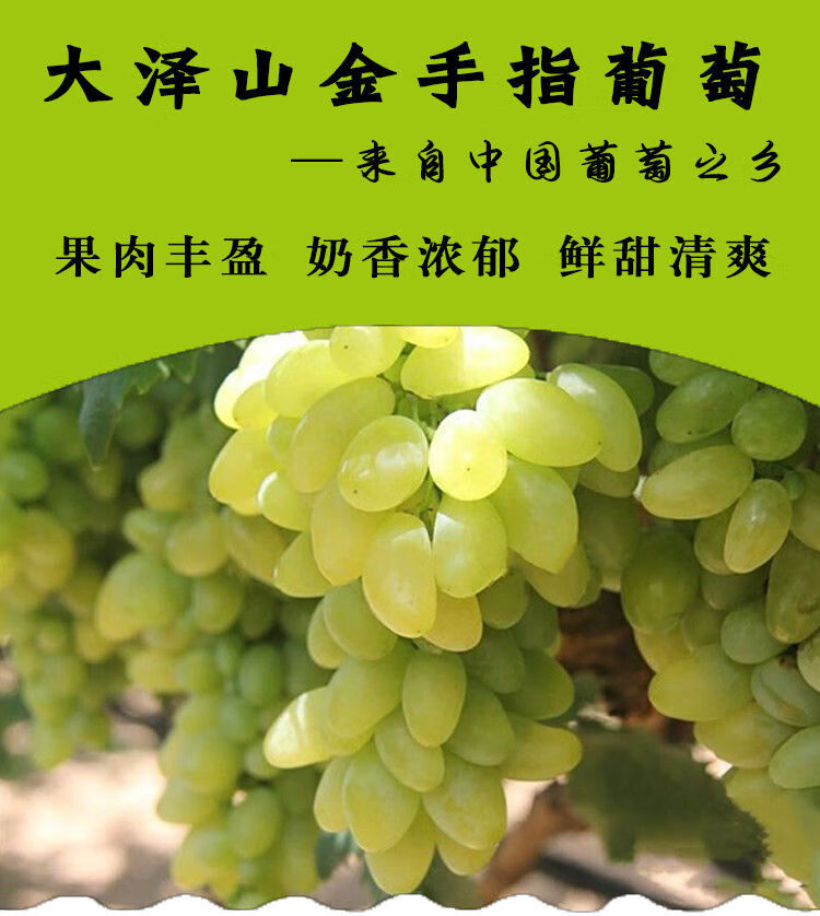 (顺丰速发)金手指葡萄新鲜甜蜜大泽山葡萄水果新鲜当季整箱美人指