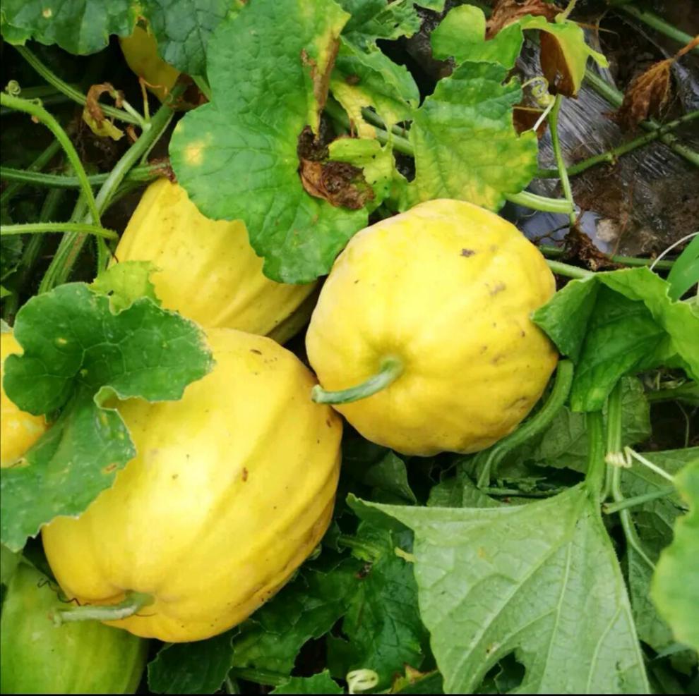 10060454227632商品名称:采缇 顺丰速发 湖北丑八怪香瓜新鲜甜瓜脆瓜