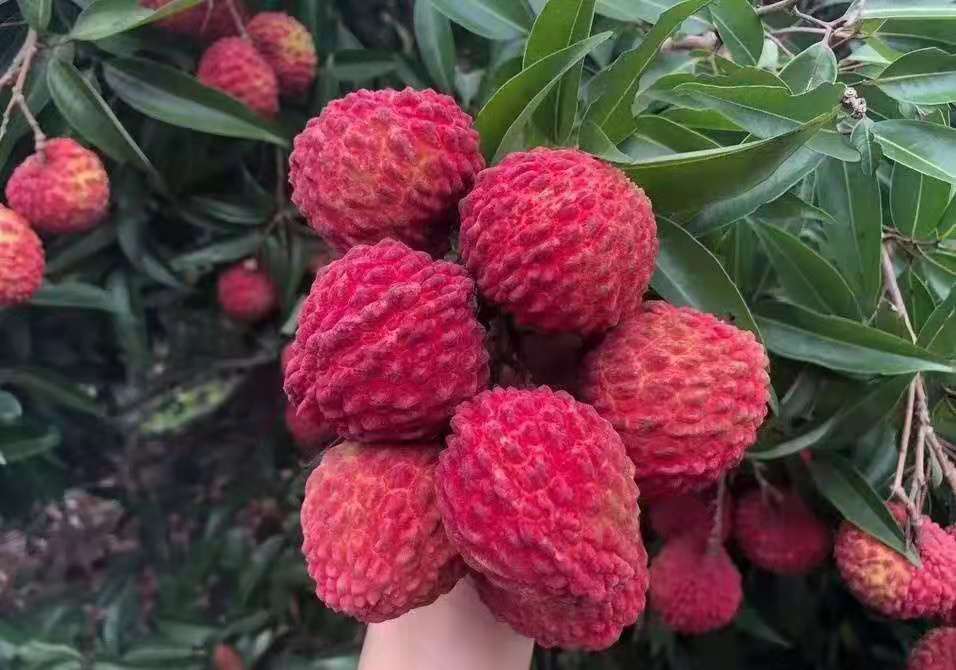 【jd/顺丰空运】2022海南荔枝王 火山荔枝王新鲜超大现摘现发海口永兴