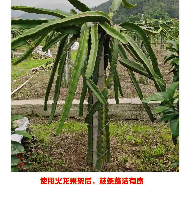 火龙果支架不锈钢支架种植花架家用户外支撑架盆栽地栽顶圈1米高