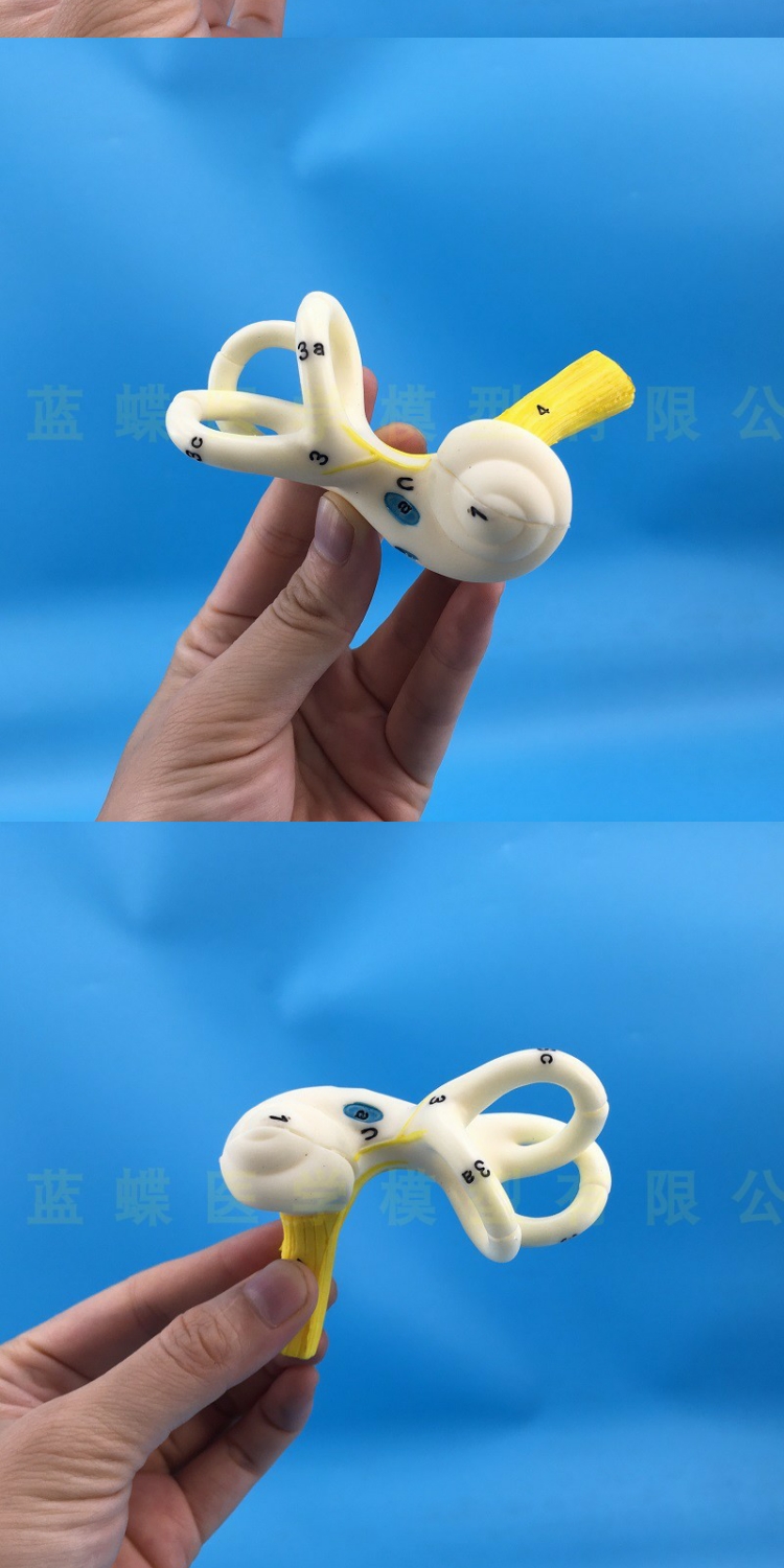 人体耳朵半规管耳蜗模型半规管解剖模型内耳耳模型耳迷路模型